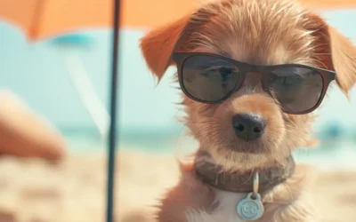 More Beach Days for Dogs