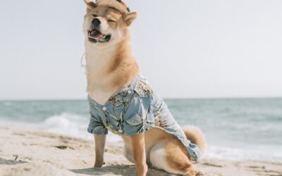 A Vacation Your Dog Enjoys Too